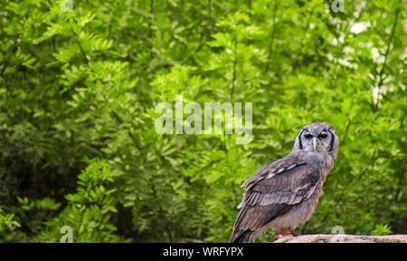 Verreaux's Uhu, häufig auch als die Milchstraße Uhu oder riesige Uhu bekannt, ist ein Mitglied der Familie Strigidae. Stockfoto