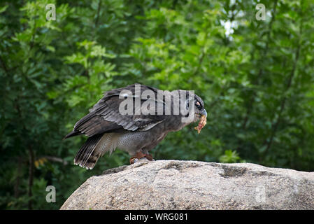 Verreaux's Uhu, häufig auch als die Milchstraße Uhu oder riesige Uhu bekannt, Essen über einen Felsen. Stockfoto