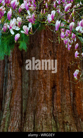 Blühende Zweige von einem nahe gelegenen Werk widersprachen mit der Rinde eines Cedar Tree Trunk. Stockfoto