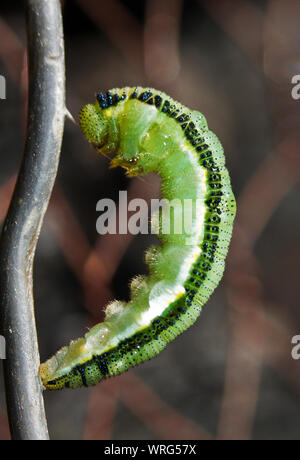 Die Raupe der Afrikanischen wandernden Weißen oder vagrant sind typisch für viele der großen weißen Schmetterling Gruppe. Stockfoto