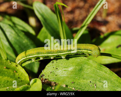 Die Raupe der Afrikanischen wandernden Weißen oder vagrant sind typisch für viele der großen weißen Schmetterling Gruppe. Stockfoto