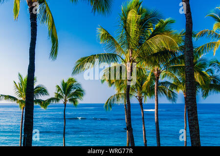 Palmen mit Blick auf den Pazifischen Ozean auf der Insel Kauai, Hawaii, USA Stockfoto