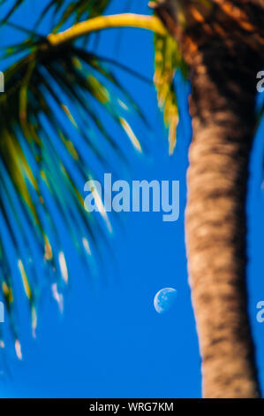 Mond spähen hinter einer Palme auf der Insel Kauai, Hawaii, USA Stockfoto