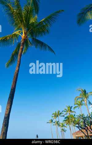 Mond spähen hinter einer Palme auf der Insel Kauai, Hawaii, USA Stockfoto