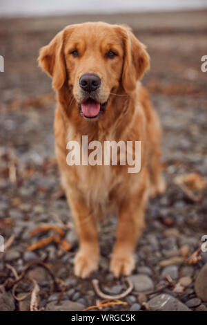 Portrait eines Hundes auf einem steinigen Strand. Stockfoto