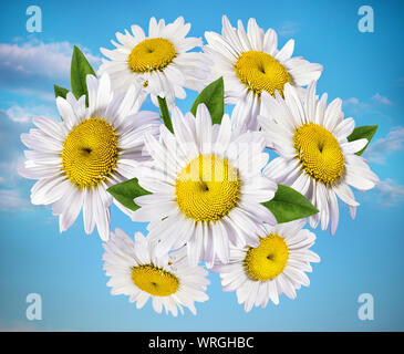 Kamille gegen den Himmel, Natur mit blühenden Kamille. Kamille himmel landschaft. Sommer daisy Stockfoto