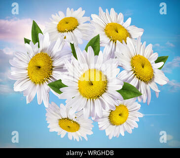 Kamille gegen den Himmel, Natur mit blühenden Kamille. Kamille himmel landschaft. Sommer daisy Stockfoto