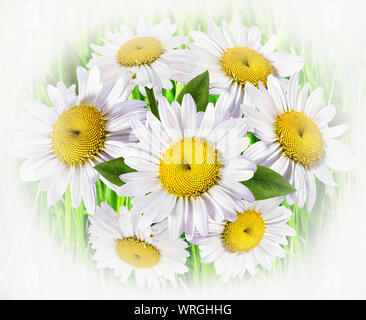 Kamille gegen den Himmel, Natur mit blühenden Kamille. Kamille himmel landschaft. Sommer daisy Stockfoto