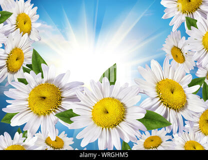 Kamille gegen den Himmel, Natur mit blühenden Kamille. Kamille himmel landschaft. Sommer daisy Stockfoto