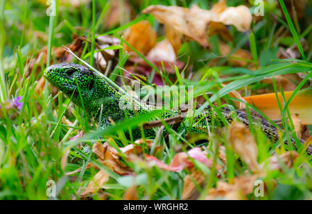 Grüne Zauneidechse (Lacerta agilis) versteckt im Gras Stockfoto