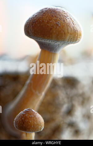 Die Ecuador Magic Mushroom ist ein psilocybe Cubensis, eine Gattung der psychedelischen Pilze, deren wichtigste aktive Elemente werden Psilocybin und Psilocin-Ecuadori Stockfoto