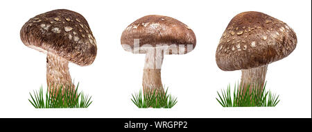 Shiitake Pilz auf dem weißen Hintergrund und grünes Gras Stockfoto