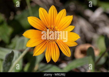 Nahaufnahme der Schatz Blume Pflanze. Stockfoto