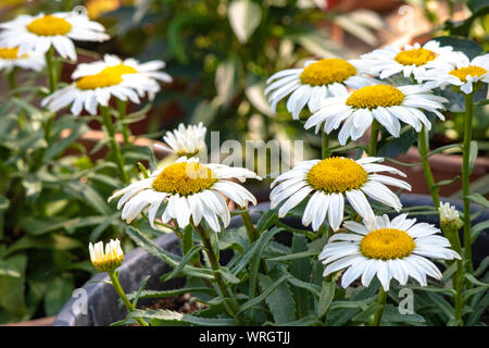Oxeye daisys. Nahaufnahme. Unscharfer Hintergrund. Stockfoto