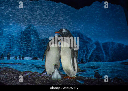 Orlando, Florida. August 31, 2019. Schönes Bild der Pinguine im Seaworld Stockfoto