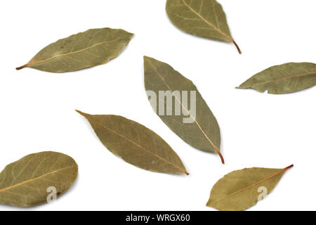 Lorbeerblatt Laurier closeup auf weißem Hintergrund Stockfoto