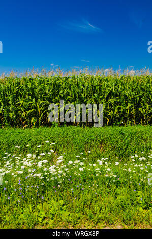 Blüten vor einem Kornfeld und ein blauer Himmel in Upstate New York, USA Stockfoto