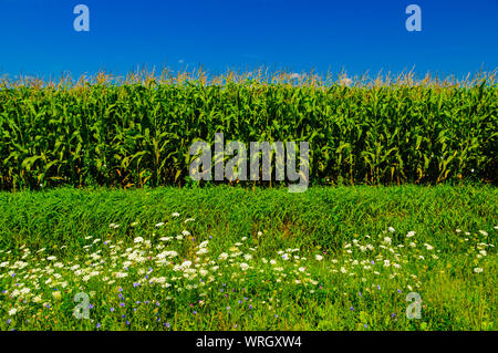 Blüten vor einem Kornfeld und ein blauer Himmel in Upstate New York, USA Stockfoto