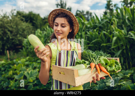 Junge Erzeuger, Zucchini und Holzbox mit frischem Gemüse gefüllt. Frau versammelt Herbst Ernte von Salat und Karotten. Gartenarbeit Konzept Stockfoto