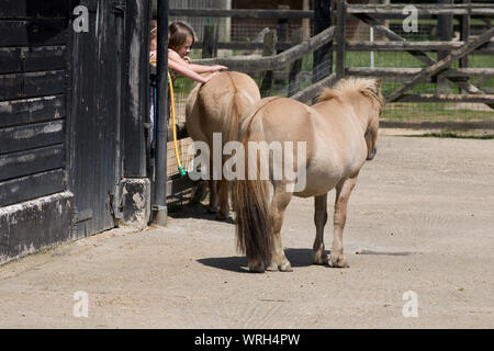 Zwei Shetlandponies mit Mädchen einer von ihnen streicheln an Hullabazoo Farm in Whipsnade Zoo Stockfoto