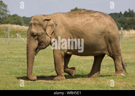 Reife weibliche Asiatischen Elefanten auf Gras im Gehäuse in Whipsnade Zoo Stockfoto