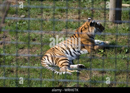 Gefährdete Amur Tiger im Kabel gebundenen Gehäuse in Whipsnade Zoo Stockfoto