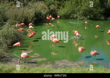 See für karibische Flamingos an der Whipsnade Zoo mit üppigen grünen Vegetation im Sommer Stockfoto