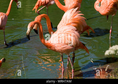 Karibik Flamingos stehen in ihren See an der Whipsnade Zoo Stockfoto