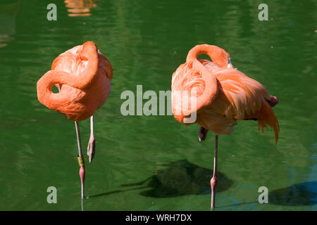 2 Karibik flamingos auf einem Bein stehen mit ihren Köpfen, die in den See in Whipsnade Zoo versteckt Stockfoto