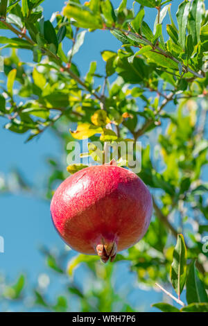 Reifer Granatapfel Obst auf einem Ast close-up Stockfoto