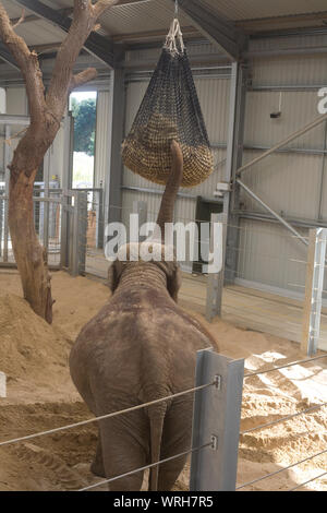 Nach weiblichen Asiatischen Elefanten Fütterung von Heu im Beutel im Elefantenhaus im Zoo Whipsnade Stockfoto