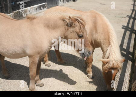 Zwei Shetlandponys in Hof an Hullabazoo Bauernhof in Whipsnade Zoo Stockfoto