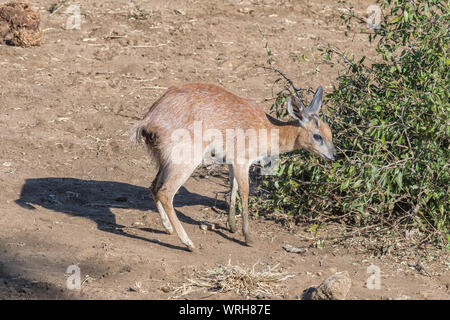 Ein sharpes Grysbok, Raphicerus sharpei, surfen Sie auf den Blättern. Kleine Hörner sind sichtbar Stockfoto