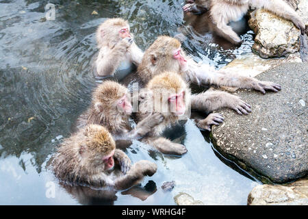 Gruppe von Schnee Affen (Macaca fuscata) in einer heißen Quelle zu sitzen. Cute japanischen Makaken von Jigokudani Monkey Park in Japan, Nagano Präfektur. Stockfoto