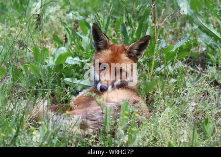 Ein junger Rotfuchs Balatonfüred entspannt im Gras und schaut in die Kamera* Ein junger Roter Fuchs liegt im Gras und Schaut aufmerksam in die Kamera Stockfoto