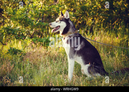 Schöne junge Frau spielt mit lustigen Husky Hund draußen im Park bei Sonnenuntergang oder Sunrise Stockfoto