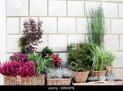 Modernes trendiges Blumen und Pflanzen auf wicker Töpfe außerhalb der Blumenladen. Moderne Wand als Hintergrund. Small Business Konzept Stockfoto