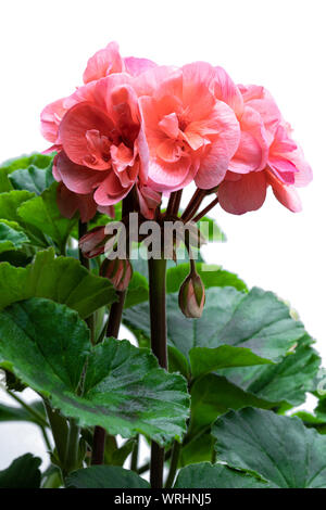 Bunte Lachs Geranium flower Isolated On White Stockfoto