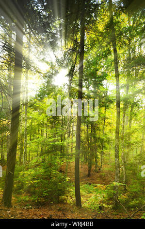 Sonnenstrahlen Streifen durch einen Wald von großen Bäumen bei kleinen grünen Teich in der Nähe von Saranac Lake, New York, USA Stockfoto