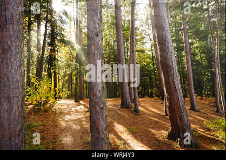 Sonnenstrahlen Streifen durch einen Wald von großen Bäumen bei kleinen grünen Teich in der Nähe von Saranac Lake, New York, USA Stockfoto