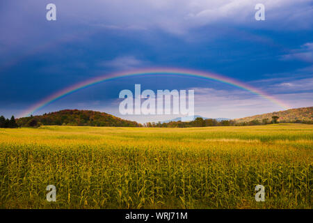 Regenbogen über einem goldenen Feld von Mais, Stowe, Vermont, USA. Stockfoto