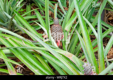 Asien Ananas kleines Baby rote Früchte essen auf einen Baum oder Busch Stockfoto