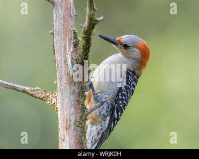 Porträt eines Rotbauchspechs, Melanerpes carolinus. Stockfoto