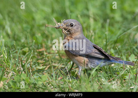 Weiblicher Ostblauvogel, Sialia sialis, sammelt Nistmaterial. Stockfoto