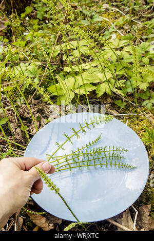 Nahaufnahme der Person von Hand gepflückt Equisetum arvense, der ackerschachtelhalm oder zinnkraut Blätter ergibt sich für pflanzliche Arzneimittel, draußen im Frühjahr i Stockfoto