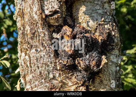 Chaga Pilz auch bekannt als Inonotus obliquus aus einer Birke Baumstamm im Sommer wachsen. Chaga ist für natürliche pflanzliche Heilmittel verwendet. Stockfoto