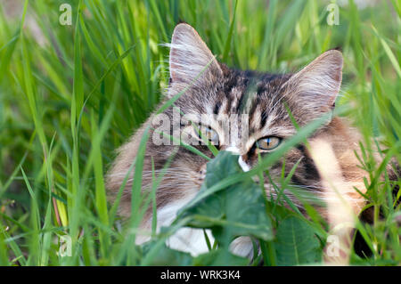 Norwegische Waldkatze im hohen Gras verstecken. wir Ohren, Augen und Schnurrhaare sehen können Stockfoto