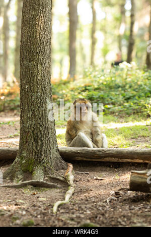 Ein barbary macaque (Macaca sylvanus) sitzt ruhig in den Wäldern in der Montagne des Singes (Affenberg in Kintzheim, Bas-Rhin, Elsass, Frankreich. Stockfoto