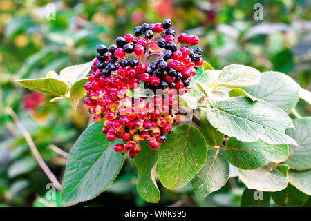 Aronia Beeren auf einem Zweig mit grünen Blättern. Die Beeren sind nicht alle reif und einige sind rot. Stockfoto