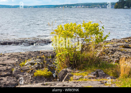 Man Bush wächst durch das Meer auf einem felsigen Ufer. Starker Wind beugt die Zweige und Blätter der Bush. Wellen des Meeres rollen Richtung der felsigen Ufer. Stockfoto